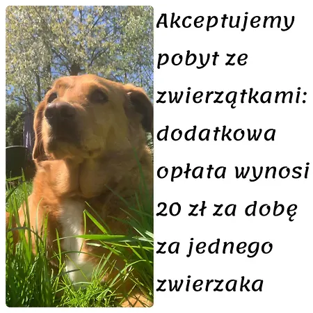 Całoroczne - U Ptaka - * Miłków