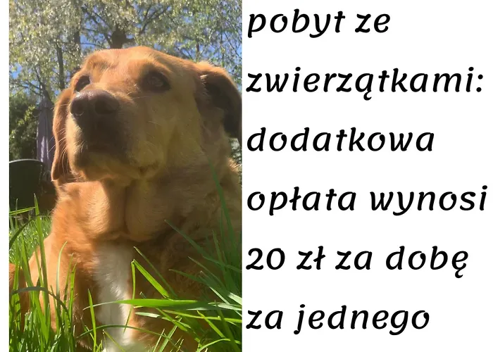 Całoroczne - U Ptaka - * Miłków
